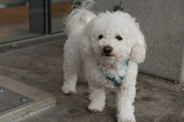 White Poodle Curious Before Shop
