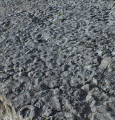 Ancient Fossils in the rock