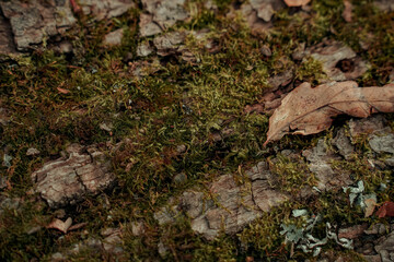 Obraz na płótnie Canvas Old bark covered with moss top view, selective autofocus.