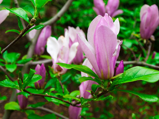pink magnolia in the botanical garden in spring. High quality photo