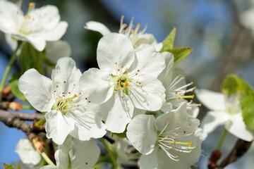 Blossom of plum tree in spring