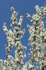  Blossom of plum tree in spring