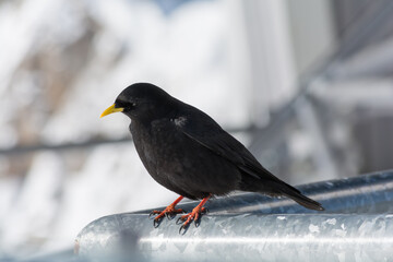 Black Alpine Chough Up Close