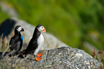 Puffin Fratercula Arctica , Bird Sanctuary Runde, Norway