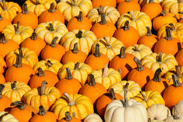 colorful pumkins