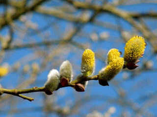 Springtime Willow Catkin © Stockfotos