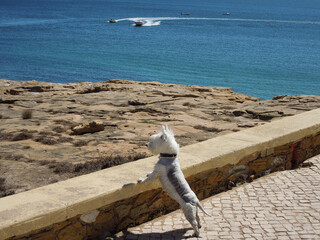 Dog With A View