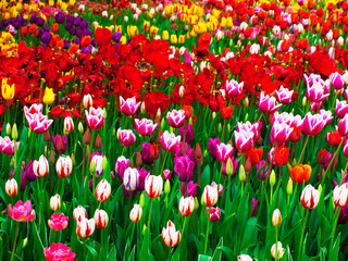 background filled with colorful spring tulips with greenery. High-quality photo