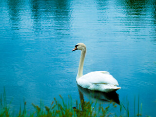 White swan swims in a clean pond. High quality photo