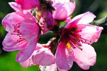 pink cherry blossom