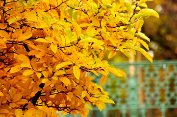 yellow leaves