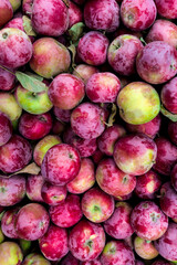 Apple Harvest after a Good Summer