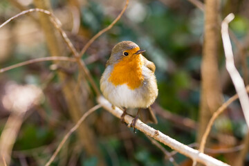  European robin, Erithacus rubecula