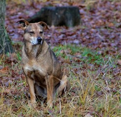 dog in the grass