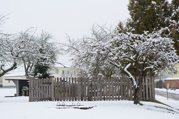 Old Apple Tree With Snow In Winter