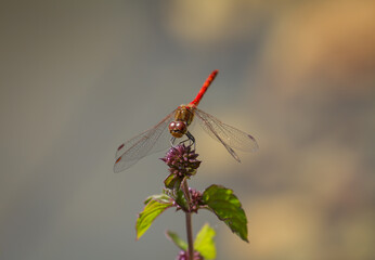 
red dragonfly

