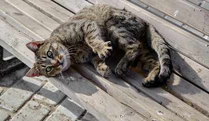 Close-up photo of a wonderful green eyed cat lying on the street bench.