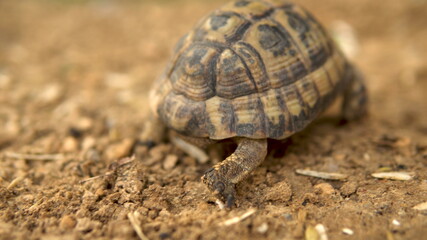 The little turtle is crawling. Wild nature. The turtle is slowly crawling. Back view