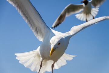 seagulls