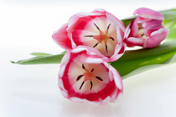 Pink Tulips On White Background