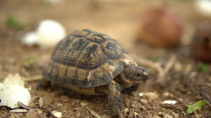 The little turtle is crawling. Wild nature. The turtle is slowly crawling. Front view