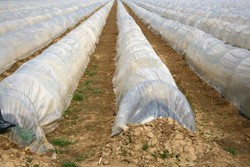 Growing Of Asparagus Under Plastic