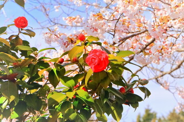 椿の花と桜の花