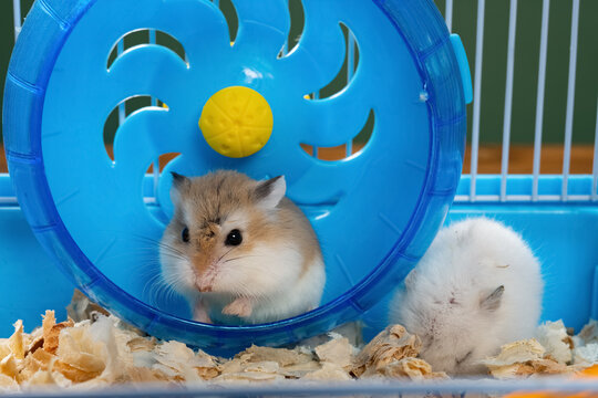 Cage With Two Small Hamsters