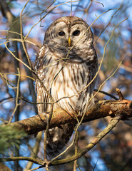 Barred Owl in tree