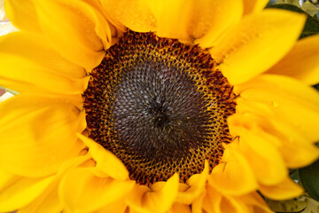 Obraz premium blooming sunflower close up horizontal composition