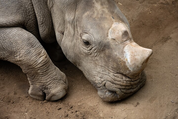 Fototapeta premium rhinocero lie down on the ground in a zoo