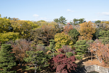 二条城の紅葉