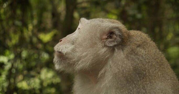 Close up of a macaque monkey talking and making noises in the forest. Adult brown furry monkey yelling in the nature.