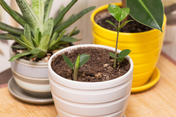 Different home plants. Sprout of a young little plant zamiokulkas in pot. Growing indoor houseplants