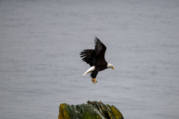 A mature adult American bald eagle pitches on a rock.  The eagle's wings are up and expanded as it gets ready to land.  The eagle's beak and talons are down preparing to catch a fish or land on a rock