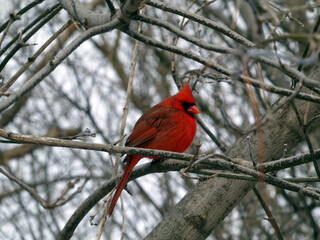 Red male cardinal bird sitting on the branch