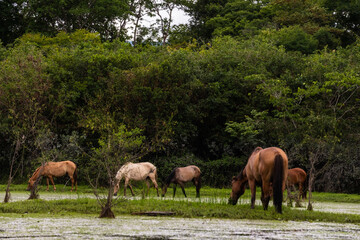 Obraz premium Cavalos pastando no Maribus