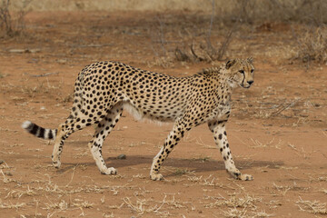 Adult Cheetah in South Africa