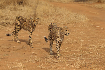 Adult Cheetah in South Africa