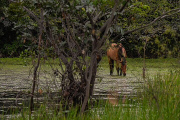 Cavalos pastando no Maribus