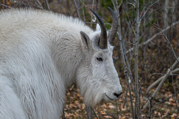 Mountain Goat Roaming 