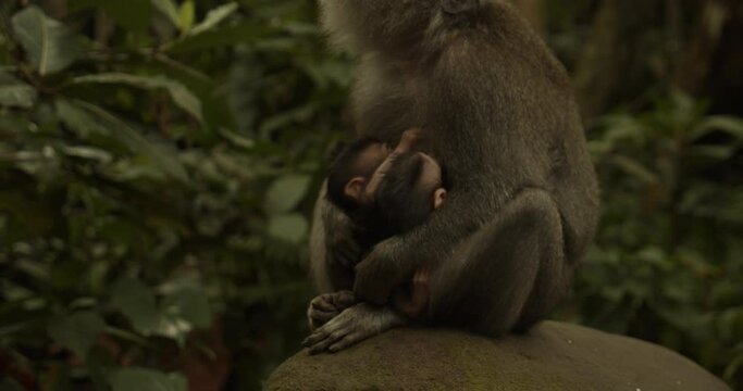 Close up of two baby monkeys nursing in the lap of female macaque monkey in Ubud Monkey Forest Sanctuary in Bali