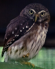 Mini Owl