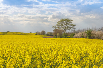 Obraz premium Rape Field
