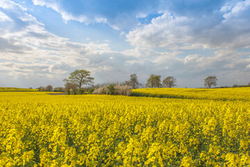 Obraz premium Rape Field