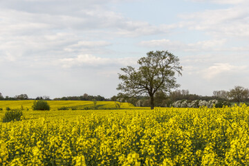 Obraz premium Rape Field