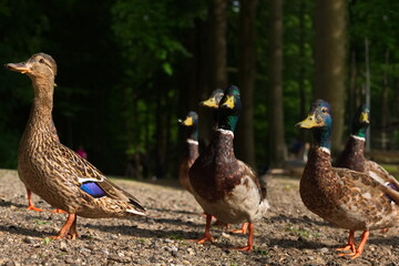 Ducks On A Walk