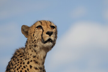 Adult Cheetah in South Africa