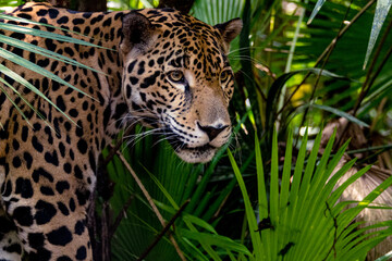 Hunting Jaguar