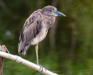 great blue heron